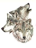 3 wolves